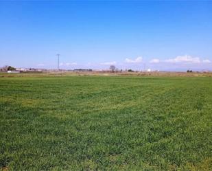 Non-constructible Land for sale in Torre-serona