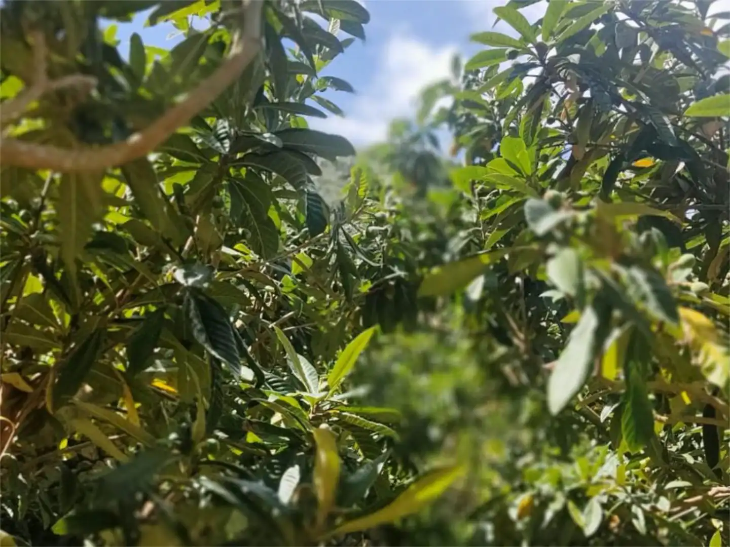 Jardín de No Urbanizable en venta en Polop