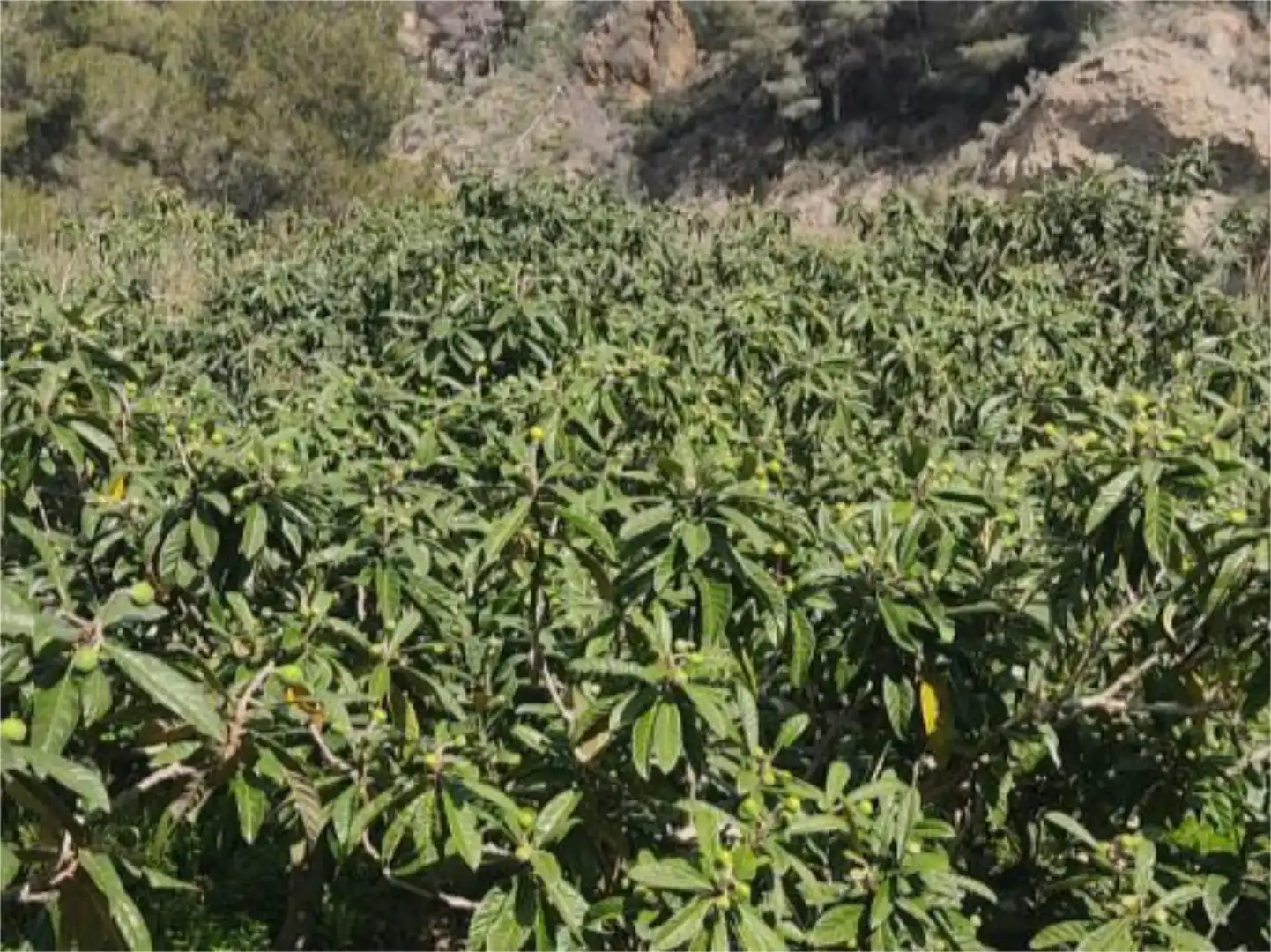 Jardín de No Urbanizable en venta en Polop