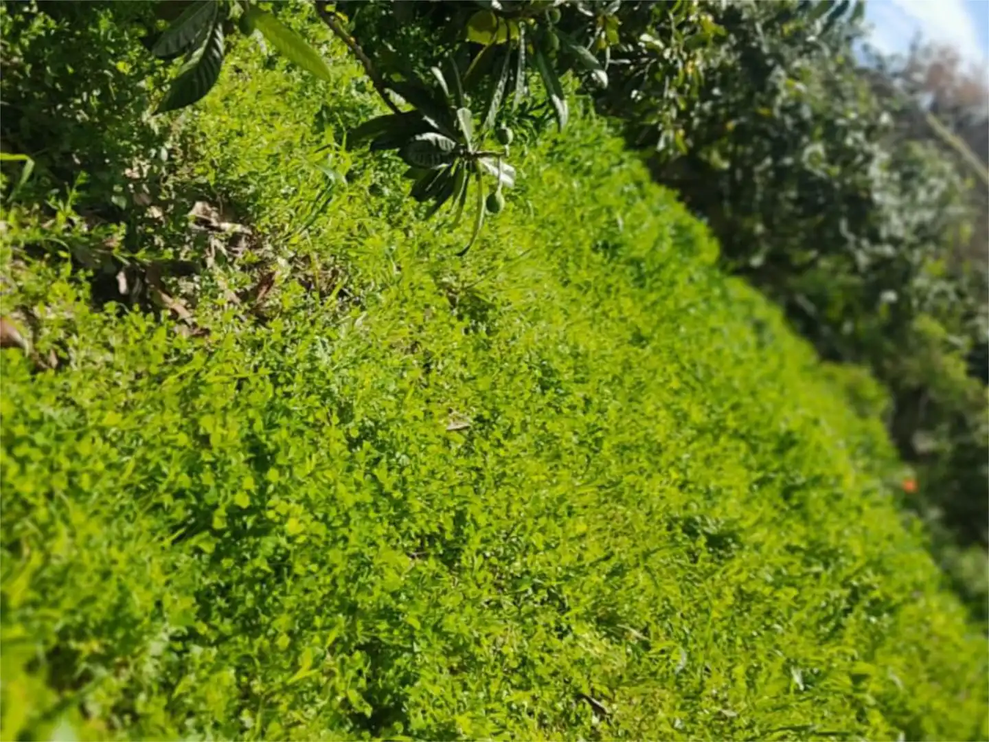 Jardín de No Urbanizable en venta en Polop