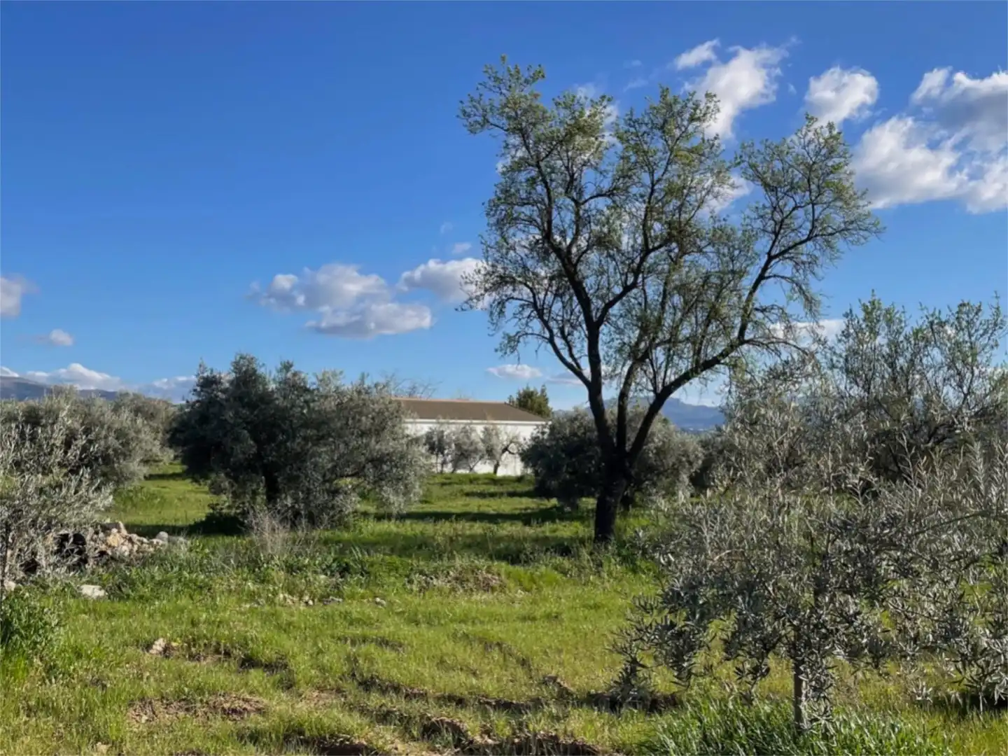 Finca rústica en venta en Arriate