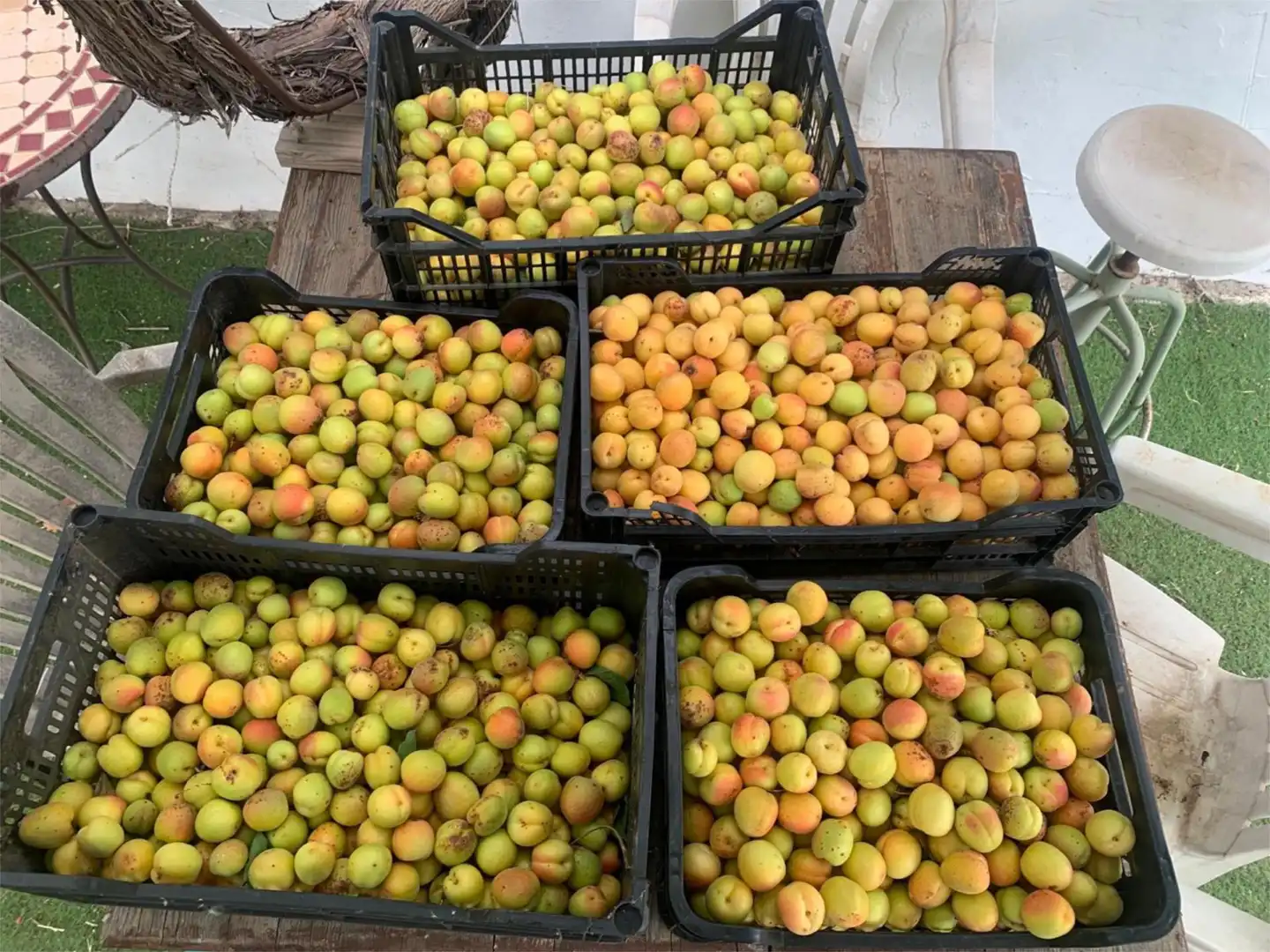 Finca rústica en venta en Calle Giner de los Rios, 46, Arriate Jardín de Finca rústica en venta en Arriate