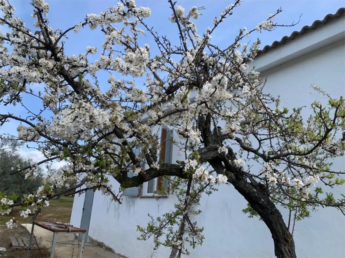 Finca rústica en venta en Calle Giner de los Rios, 46, Arriate Jardín de Finca rústica en venta en Arriate