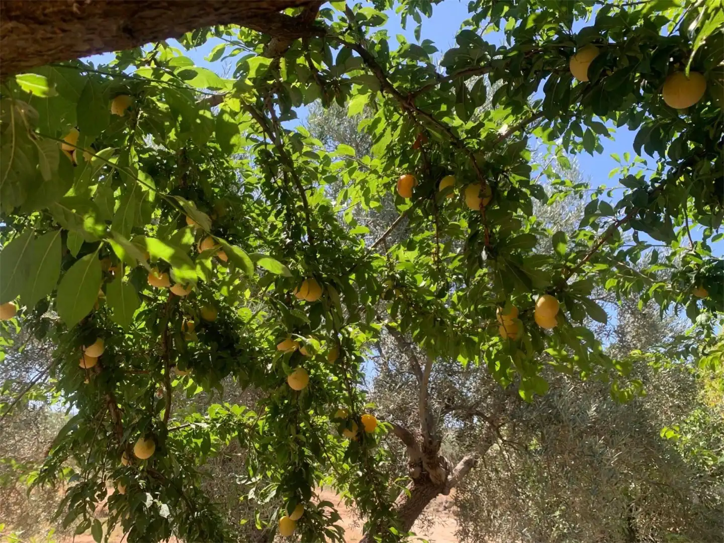 Finca rústica en venta en Calle Giner de los Rios, 46, Arriate Jardín de Finca rústica en venta en Arriate