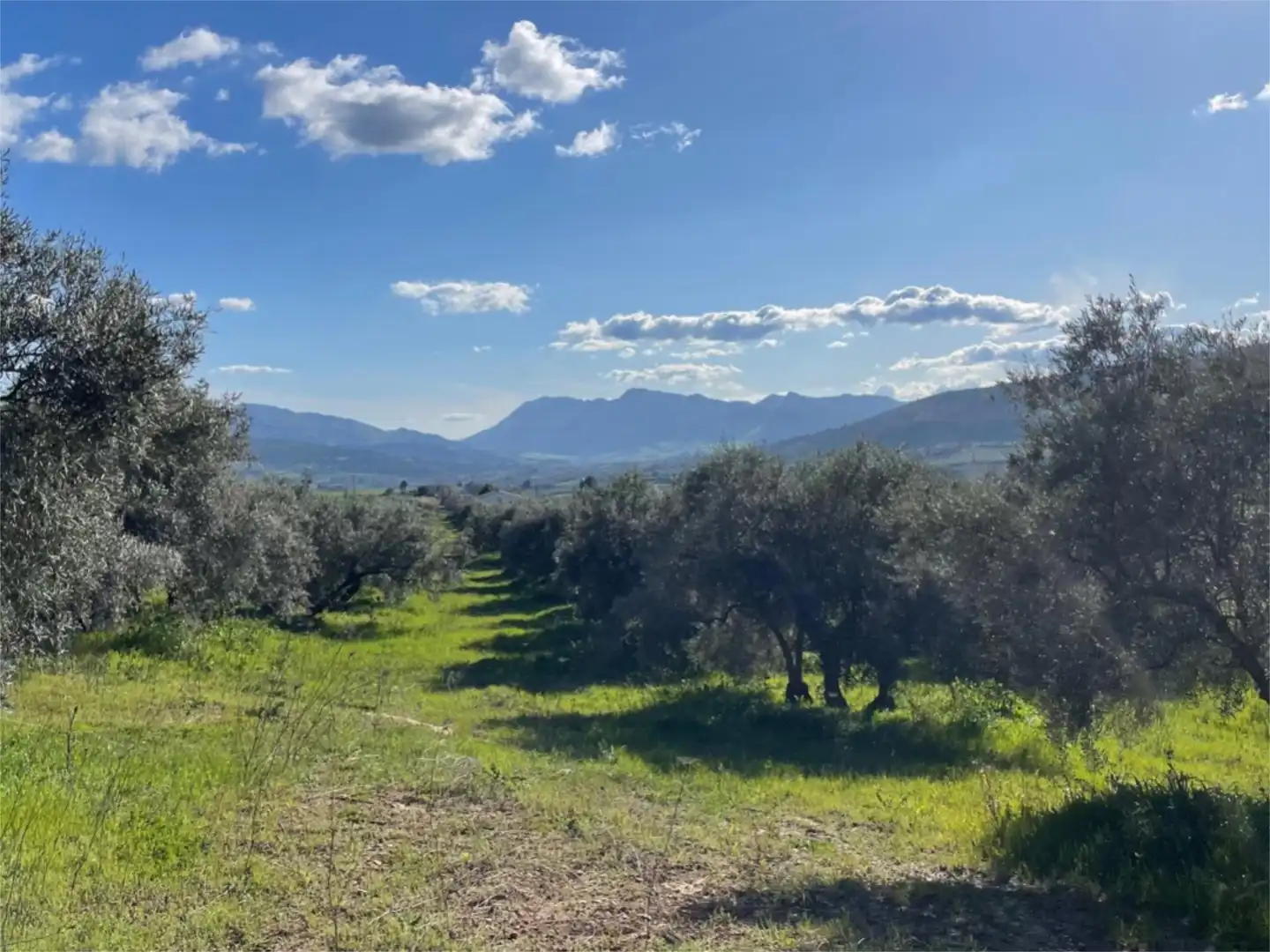 Finca rústica en venta en Calle Giner de los Rios, 46, Arriate Finca rústica en venta en Arriate