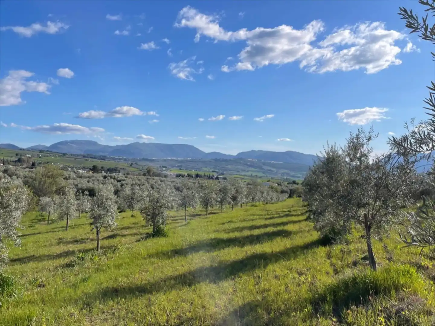 Finca rústica en venta en Calle Giner de los Rios, 46, Arriate Finca rústica en venta en Arriate