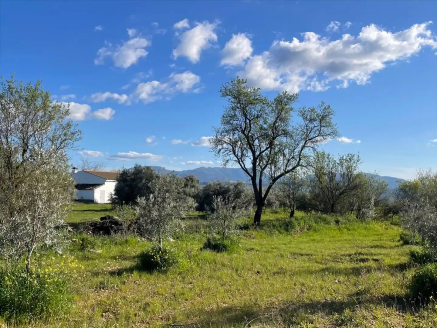 Finca rústica en venta en Calle Giner de los Rios, 46, Arriate Finca rústica en venta en Arriate