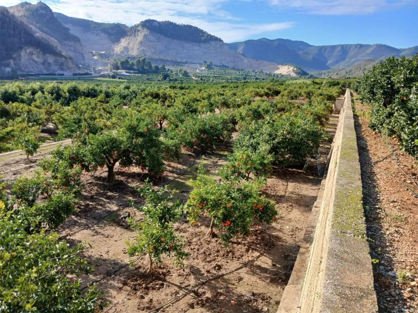 Vista exterior de Finca rústica en venta en L'Atzúbia