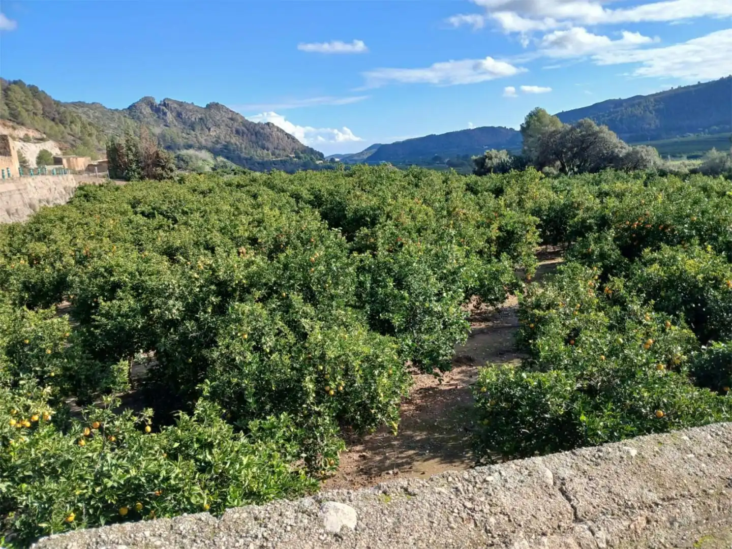 Vista exterior de Finca rústica en venta en L'Atzúbia