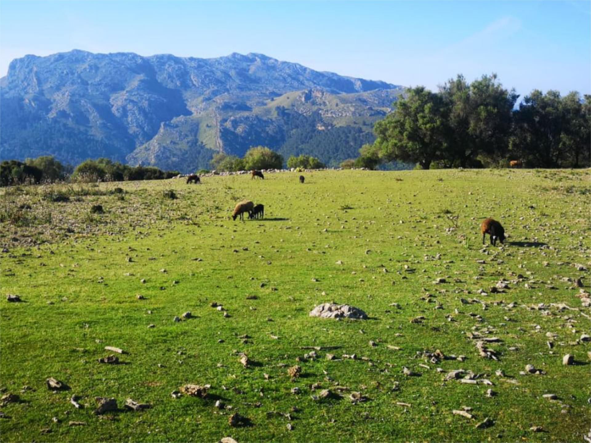 Vista exterior de Finca rústica en venda en Fornalutx amb Aire condicionat, Terrassa i Balcó