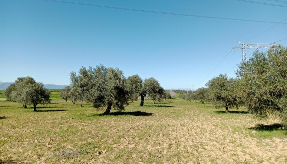 Non-constructible Land for sale in Camino Noves, 8, Santa Olalla, Toledo - image 1 Photo 1 of Non-constructible Land for sale in Camino Noves, 8, Santa Olalla, Toledo
