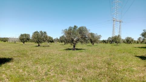 Non-constructible Land for sale in Camino Noves, 8, Santa Olalla, Toledo - image 3 Photo 3 of Non-constructible Land for sale in Camino Noves, 8, Santa Olalla, Toledo