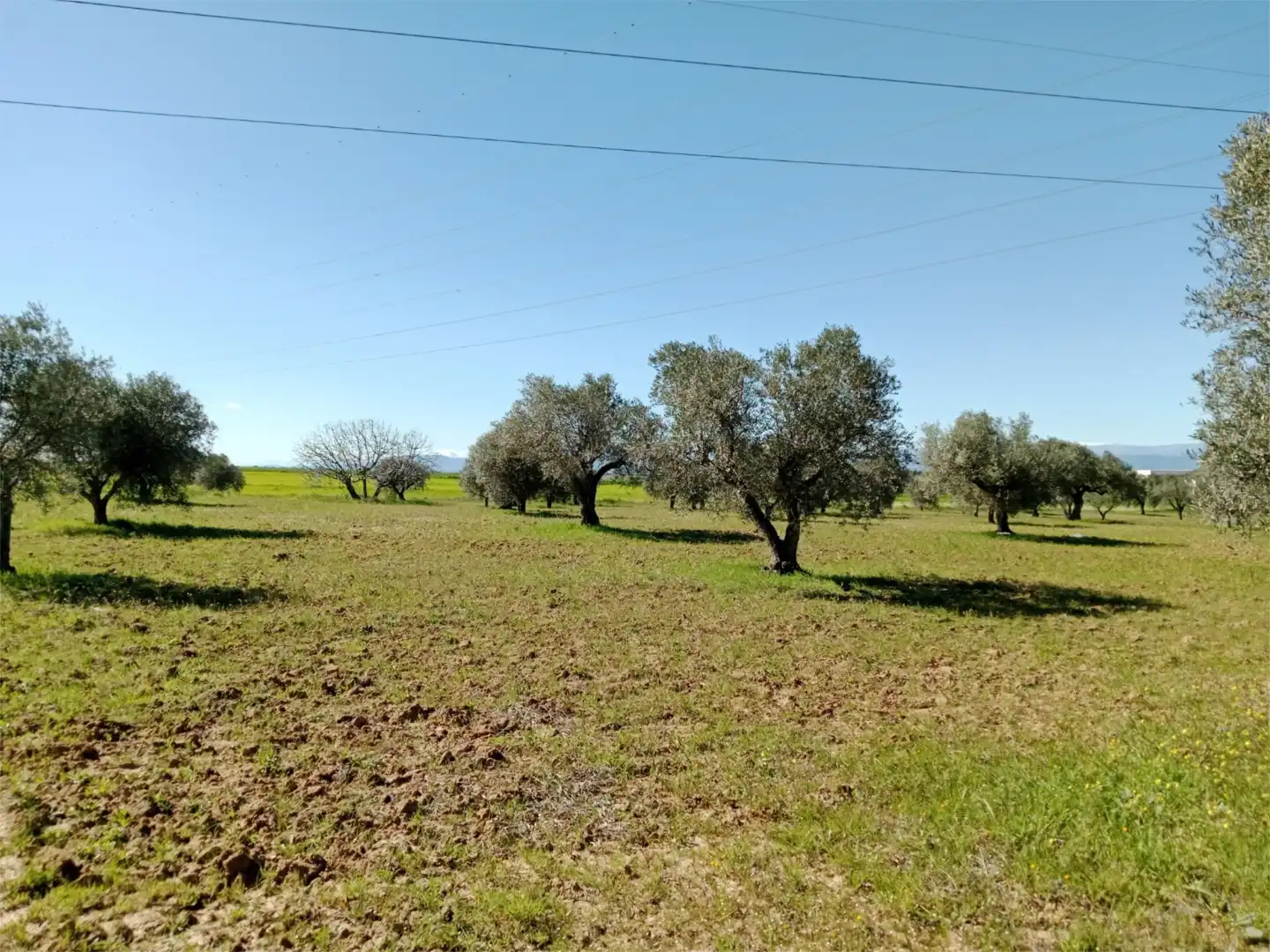 No Urbanizable en venta en Santa Olalla