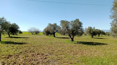 Non-constructible Land for sale in Camino Noves, 8, Santa Olalla, Toledo - image 2 Photo 2 of Non-constructible Land for sale in Camino Noves, 8, Santa Olalla, Toledo
