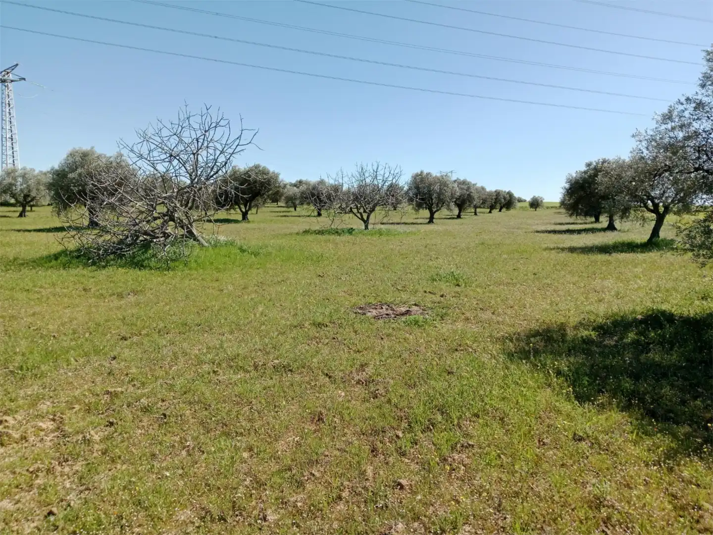 No Urbanizable en venta en Santa Olalla