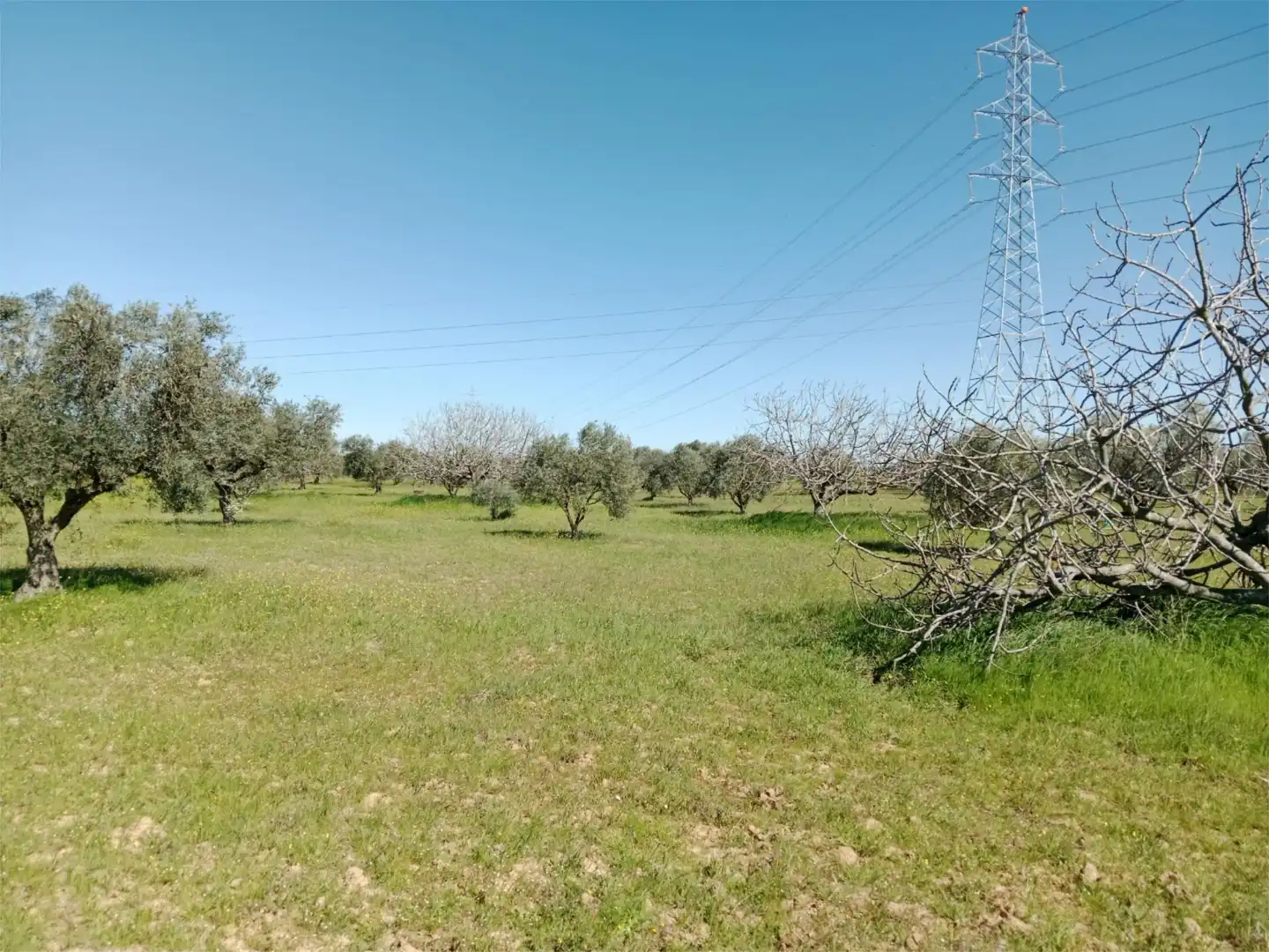 No Urbanizable en venta en Santa Olalla