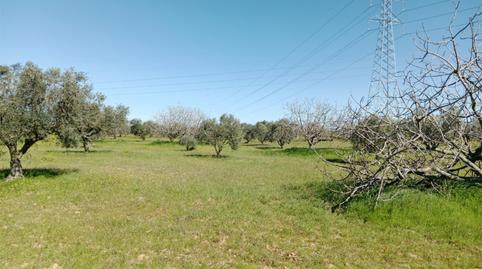 Non-constructible Land for sale in Camino Noves, 8, Santa Olalla, Toledo - image 4 Photo 4 of Non-constructible Land for sale in Camino Noves, 8, Santa Olalla, Toledo