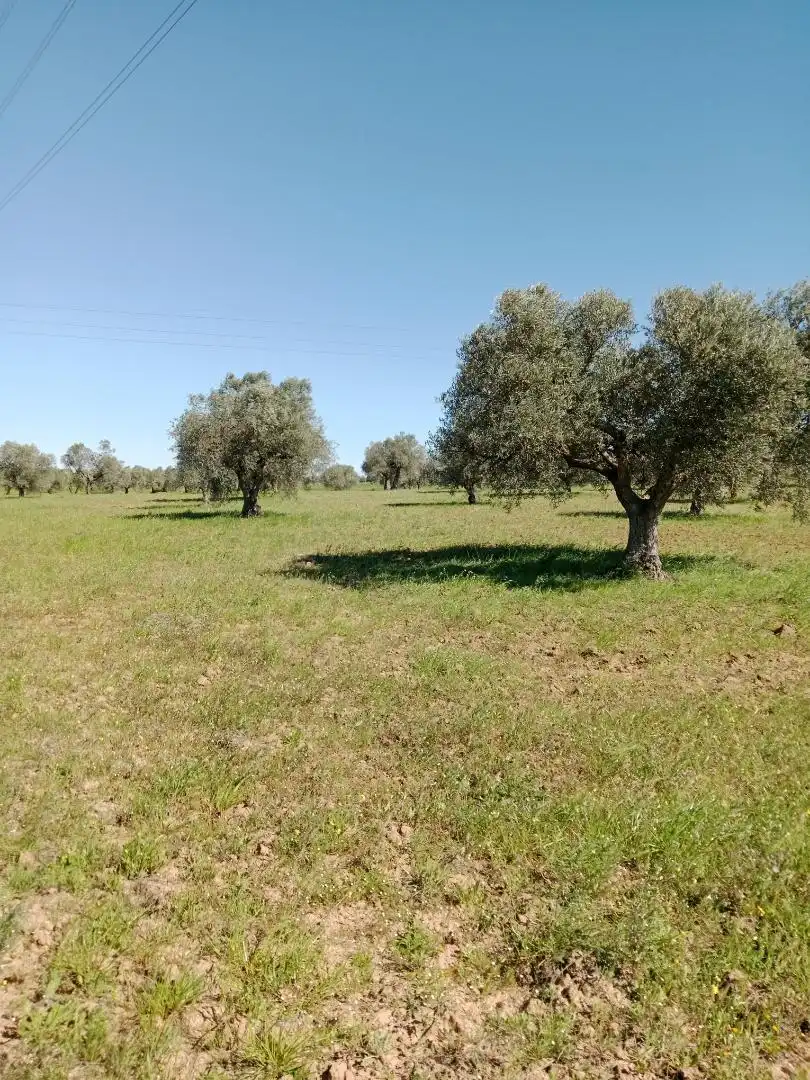 No Urbanizable en venta en Santa Olalla