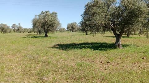 Non-constructible Land for sale in Camino Noves, 8, Santa Olalla, Toledo - image 5 Photo 5 of Non-constructible Land for sale in Camino Noves, 8, Santa Olalla, Toledo