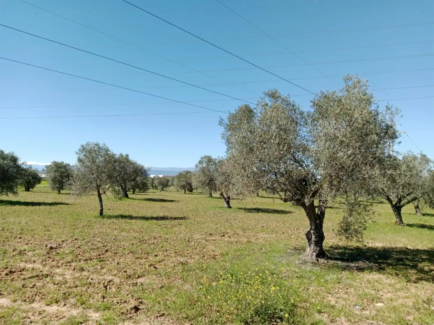 No Urbanizable en venta en Santa Olalla