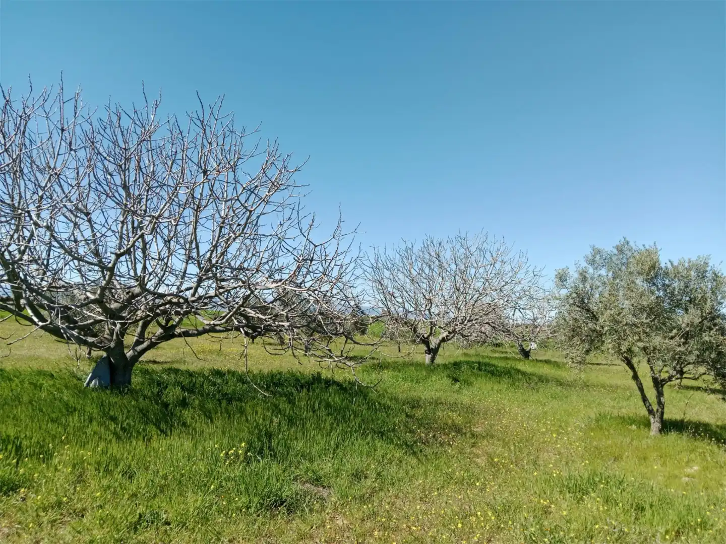 No Urbanizable en venta en Santa Olalla