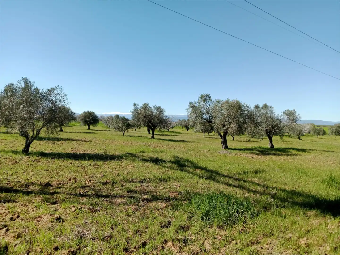No Urbanizable en venta en Santa Olalla