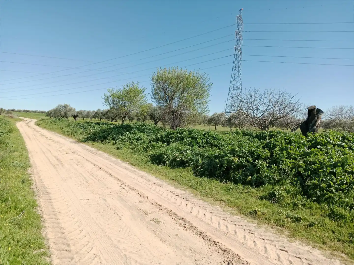 No Urbanizable en venta en Santa Olalla