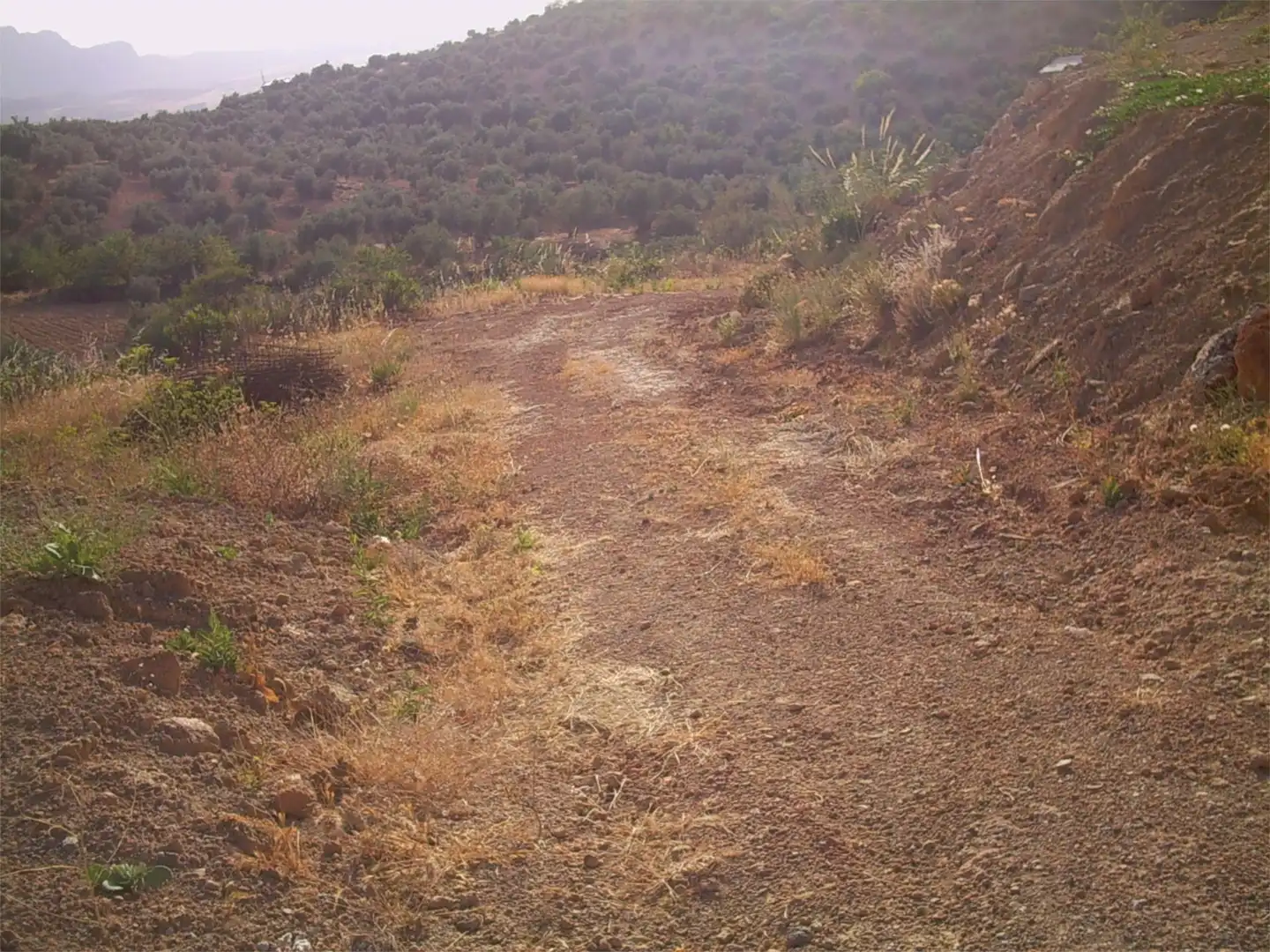 Finca rústica en venta en Archidona