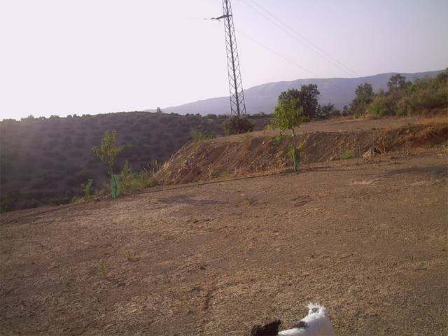 Finca rústica en Alquiler en Avenida Llano de Pablo Picasso, 16 en Archidona
