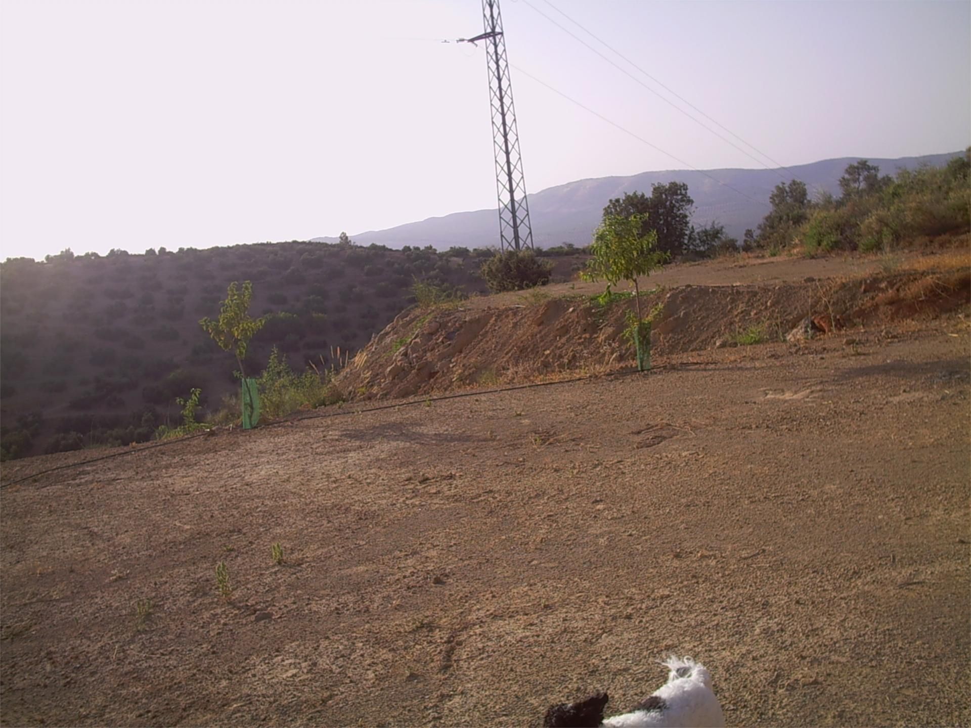Finca rústica de lloguer en Archidona
