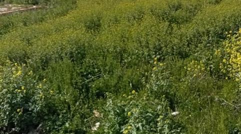 Finca rústica de lloguer a Calle Bernard Vicent, 51, Santa Fe, Granada - imatge 4 Foto 4 de Finca rústica de lloguer a Calle Bernard Vicent, 51, Santa Fe, Granada