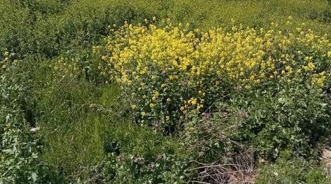 Finca rústica de lloguer a Calle Bernard Vicent, 51, Santa Fe, Granada - imatge 2 Foto 2 de Finca rústica de lloguer a Calle Bernard Vicent, 51, Santa Fe, Granada