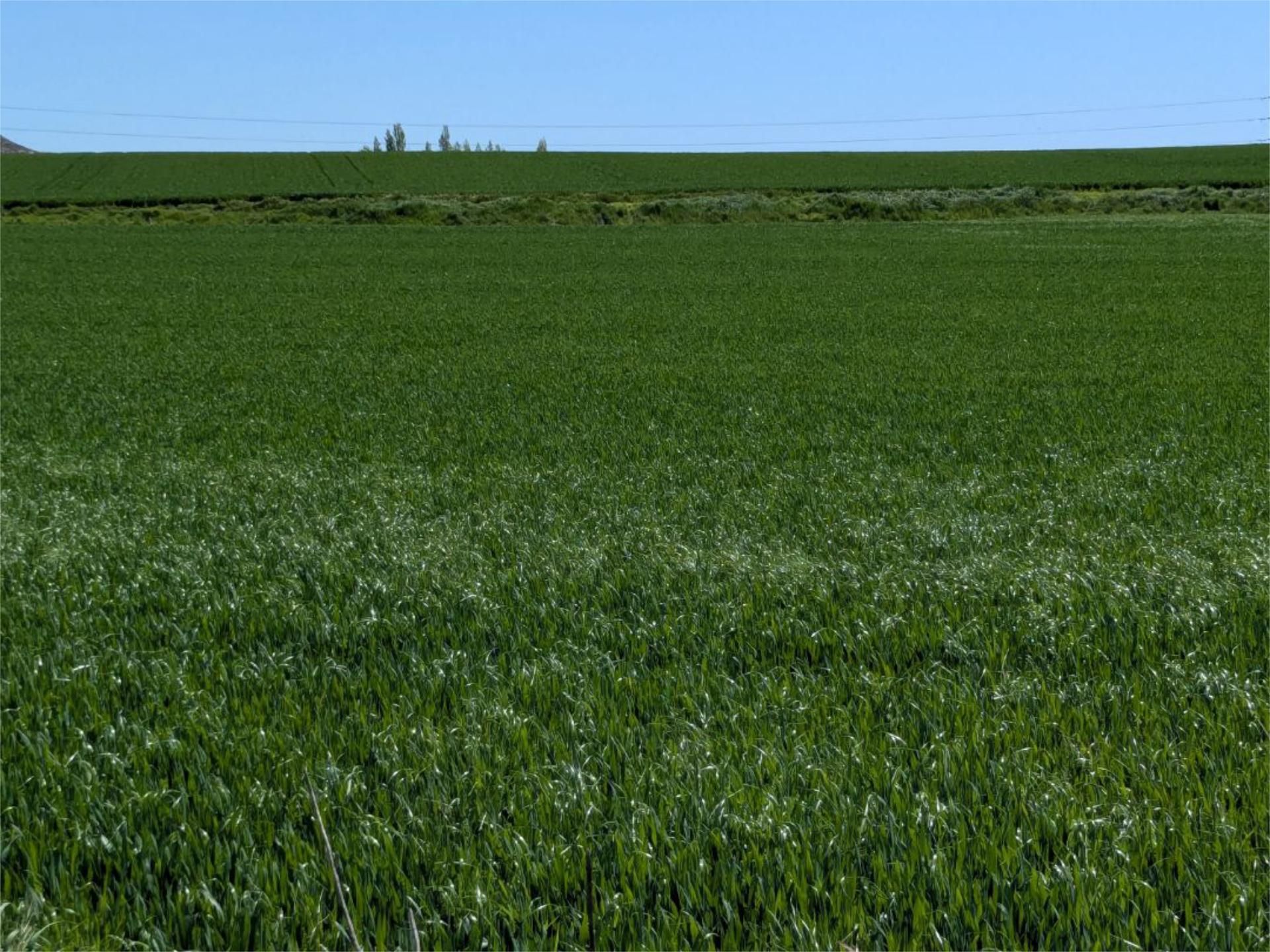Non-constructible Land for sale in Cuéllar