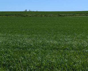 Non-constructible Land for sale in Cuéllar