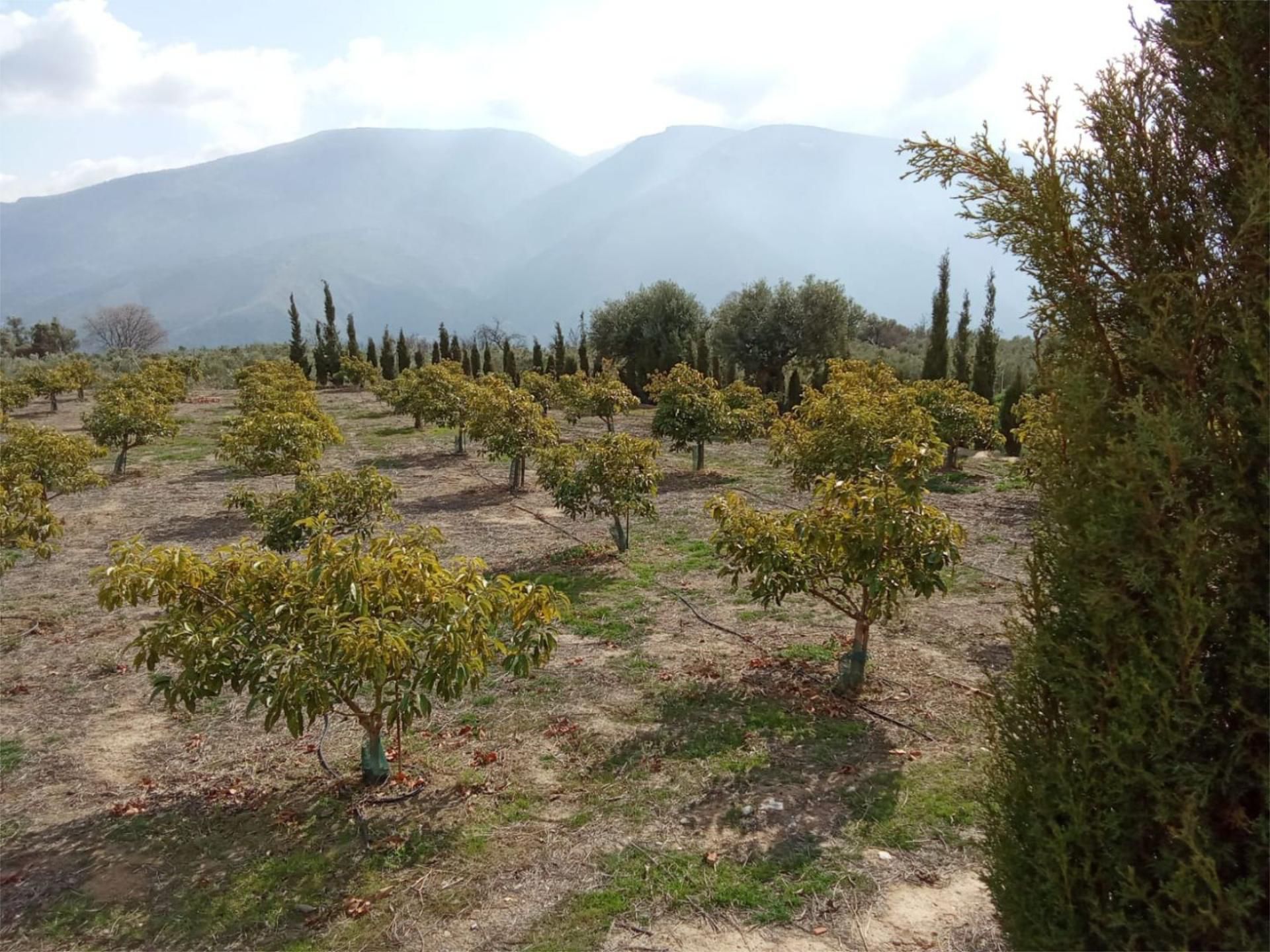 Garden of Constructible Land for sale in Órgiva