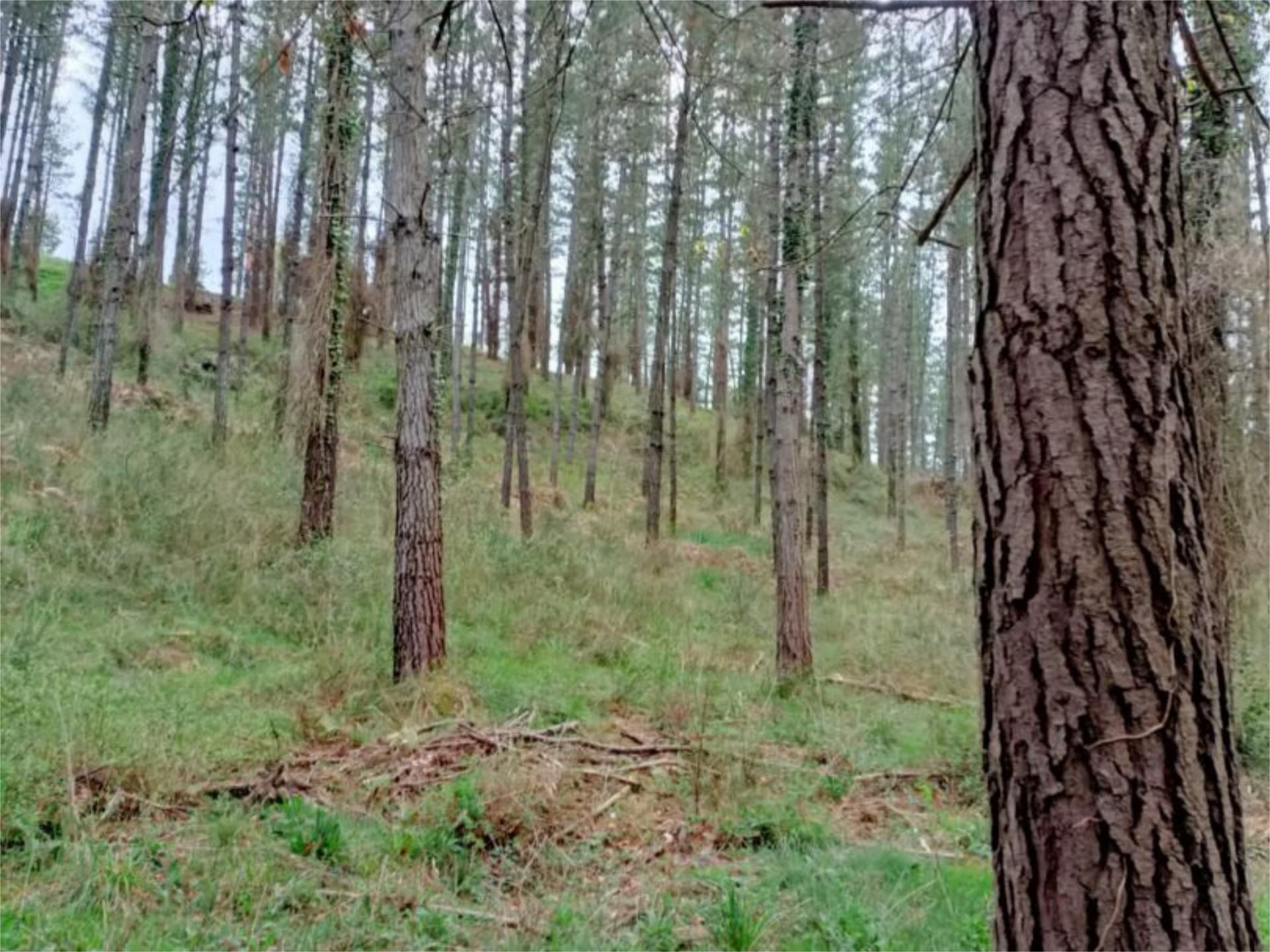 Non-constructible Land for sale in Artziniega