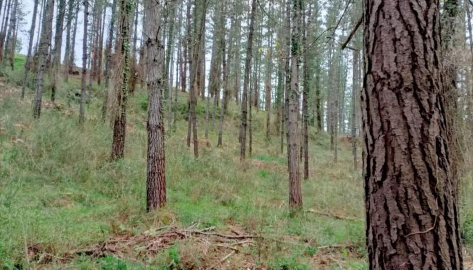 No Urbanizable en venta en Barrio Barretaguren, 12, Artziniega, Araba - Álava - imagen 1 Foto 1 de No Urbanizable en venta en Barrio Barretaguren, 12, Artziniega, Araba - Álava