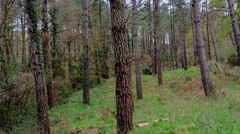 No Urbanizable en venta en Barrio Barretaguren, 12, Artziniega, Araba - Álava - imagen 3 Foto 3 de No Urbanizable en venta en Barrio Barretaguren, 12, Artziniega, Araba - Álava