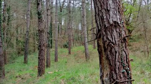 No Urbanizable en venta en Barrio Barretaguren, 12, Artziniega, Araba - Álava - imagen 4 Foto 4 de No Urbanizable en venta en Barrio Barretaguren, 12, Artziniega, Araba - Álava