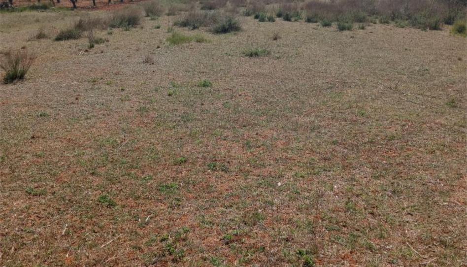 No Urbanitzable en venda a Carrer Calvari, 12, Cabanes, Castellón - imatge 1 Foto 1 de No Urbanitzable en venda a Carrer Calvari, 12, Cabanes, Castellón