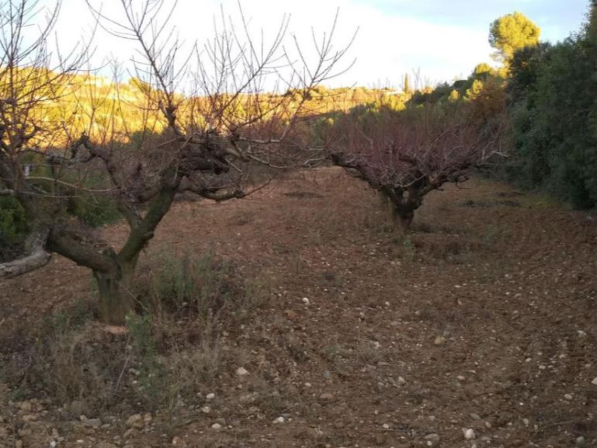 Land for sale in Castellbisbal