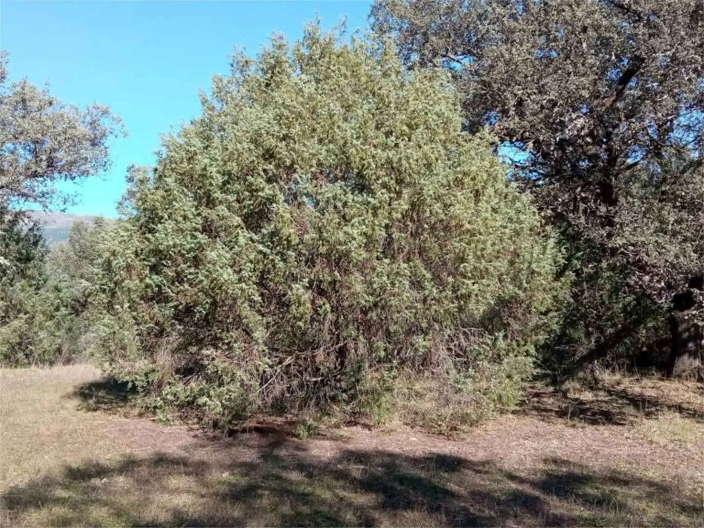 Land for sale in Calle Iglesia, 59, Casavieja Land for sale in Casavieja