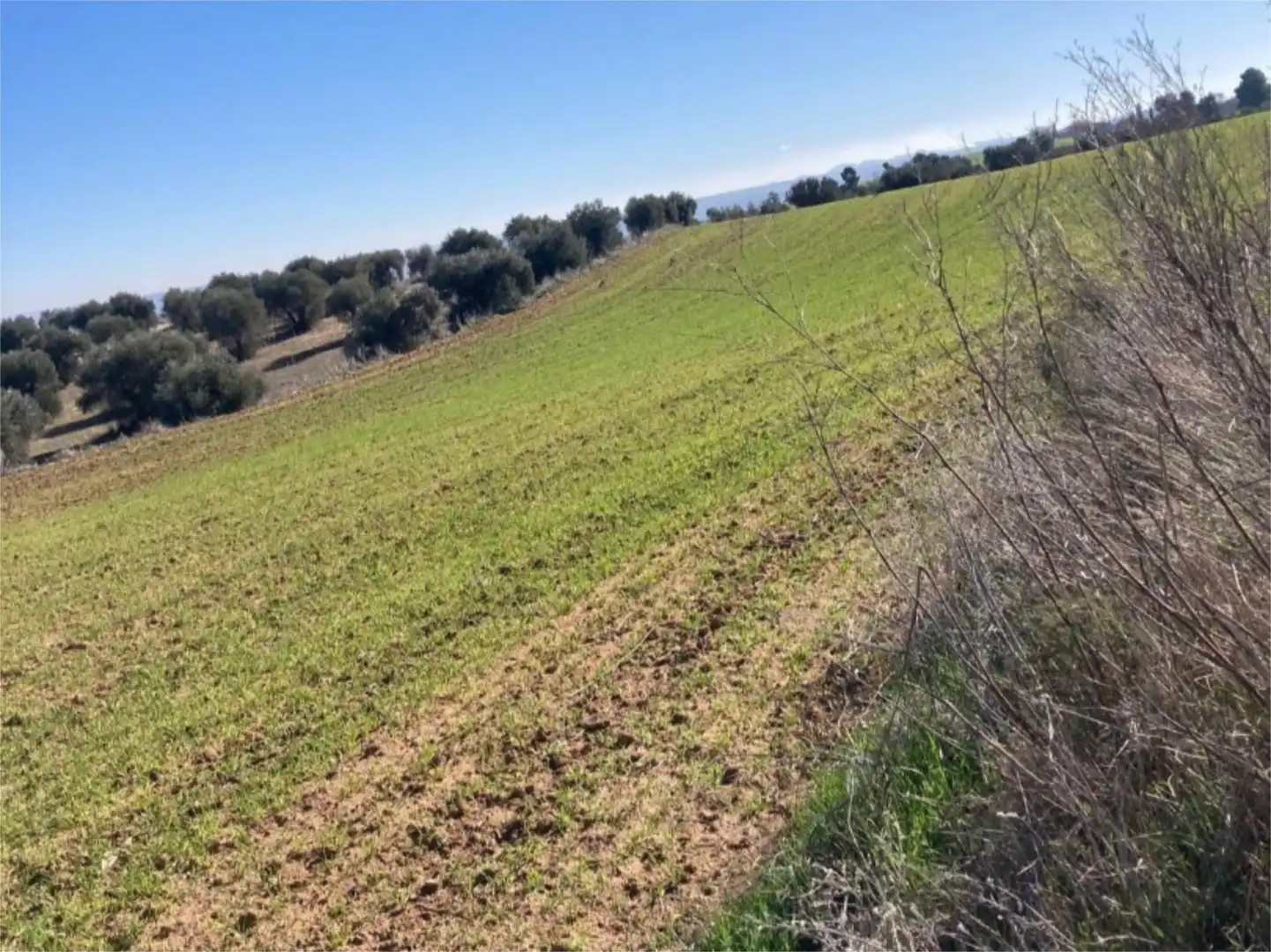 No Urbanitzable en venda a Camino Azucaica, Olías del Rey No Urbanitzable en venda en Olías del Rey