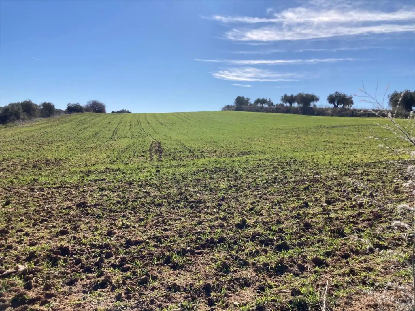 No Urbanitzable en venda a Camino Azucaica, Olías del Rey No Urbanitzable en venda en Olías del Rey