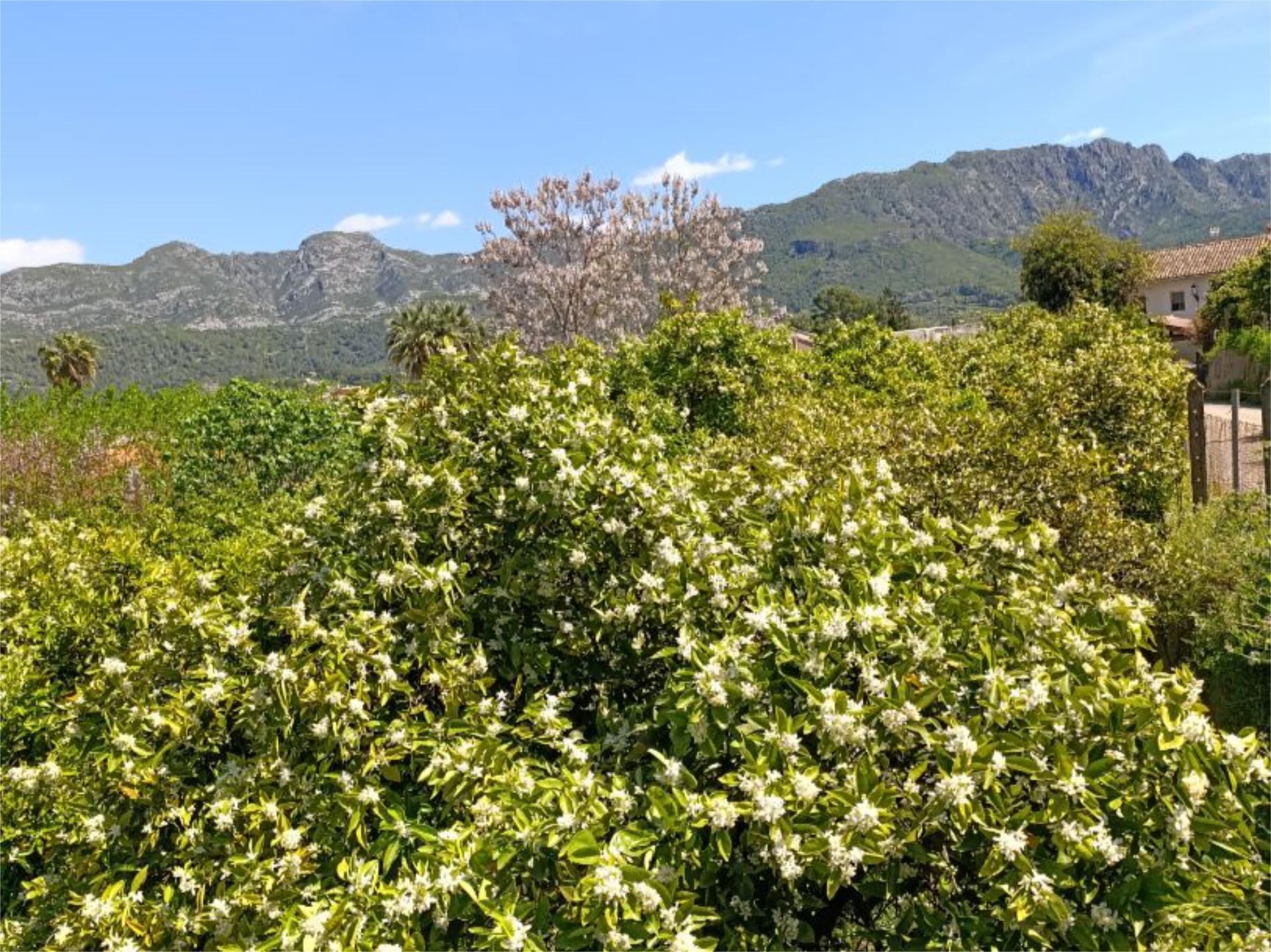 Exterior view of Non-constructible Land for sale in Carcaixent