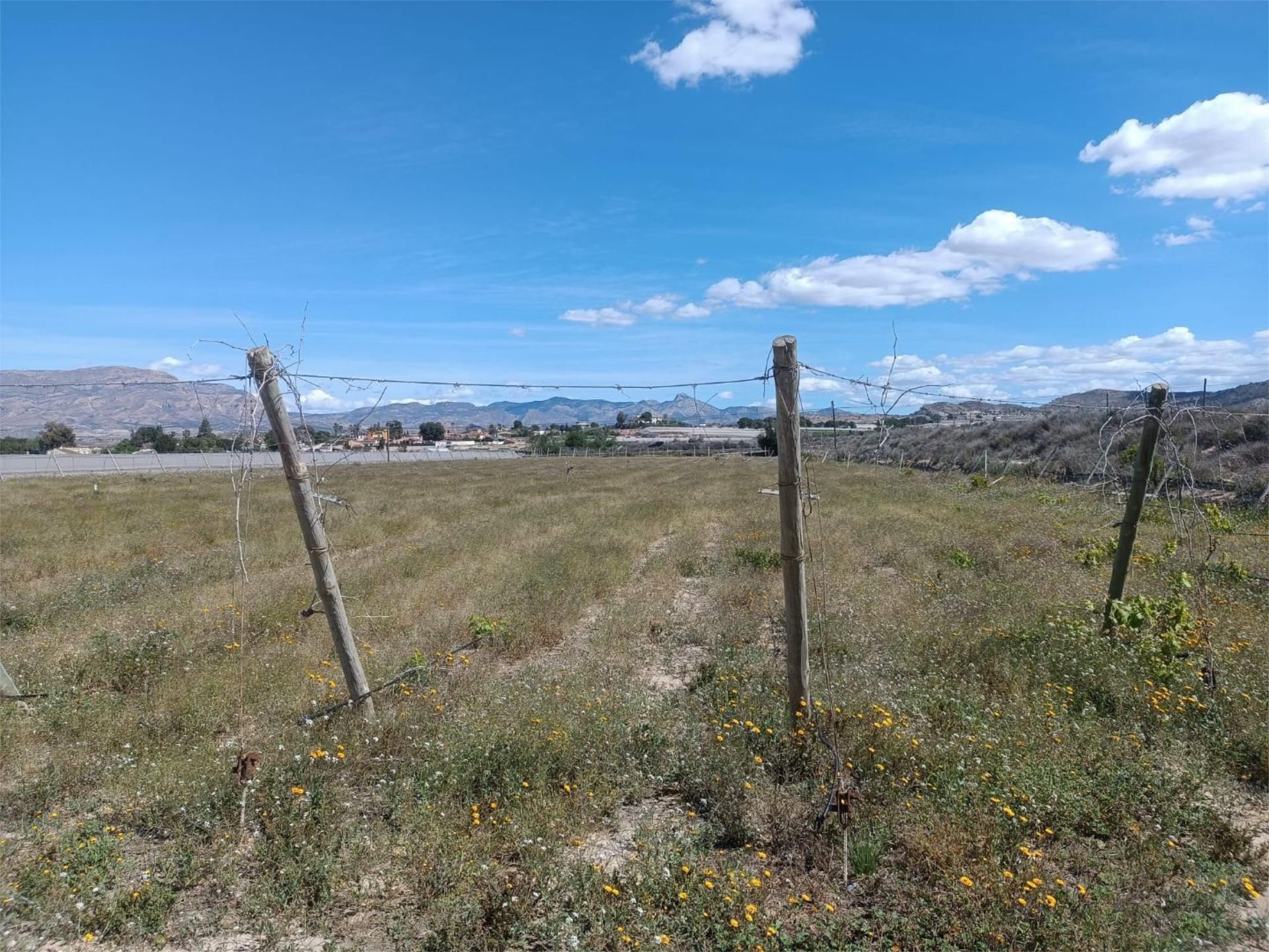 Non-constructible Land for sale in Monforte del Cid