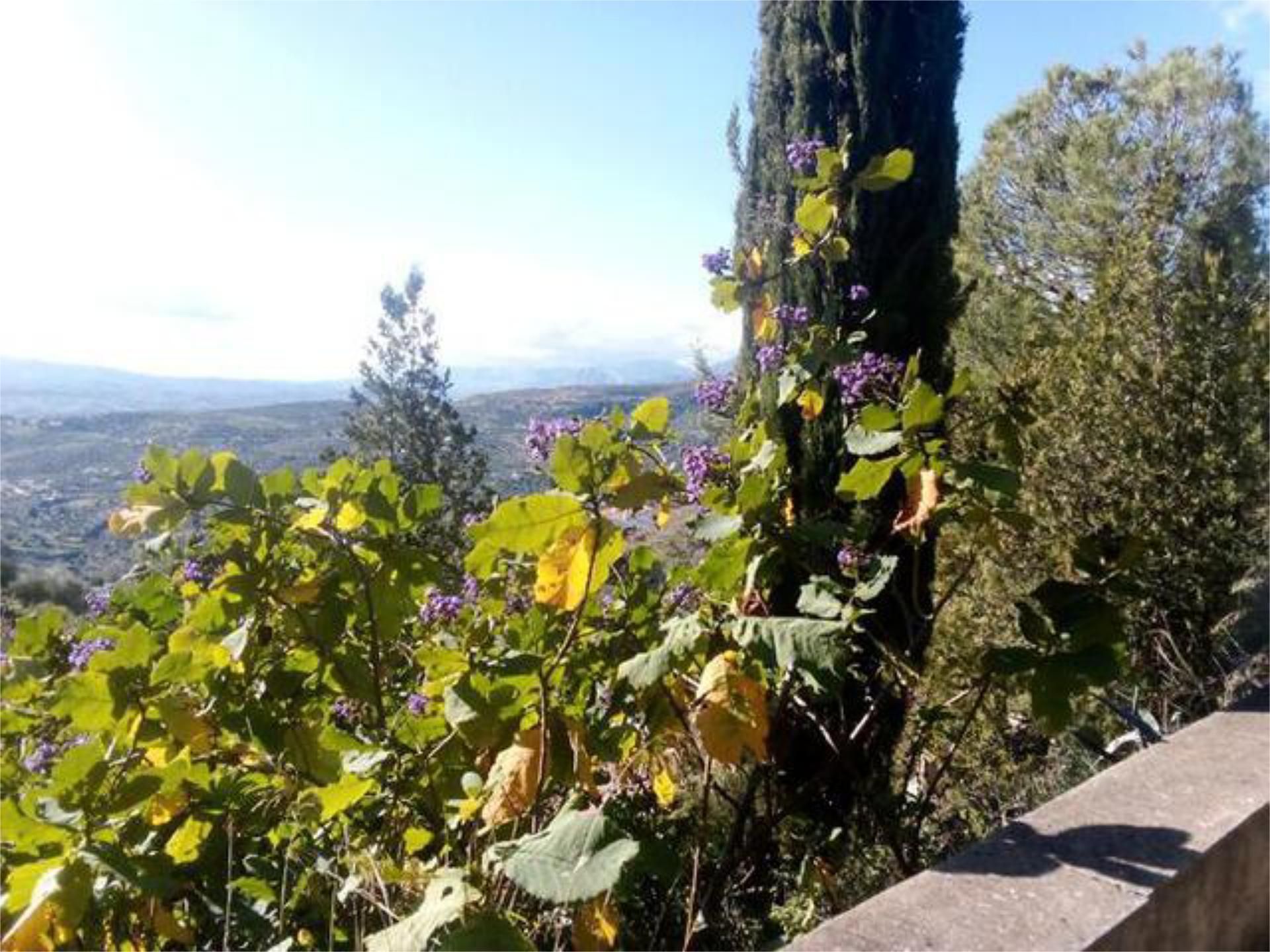 Garden of Apartment for sale in Alcaucín  with Heating, Private garden and Terrace