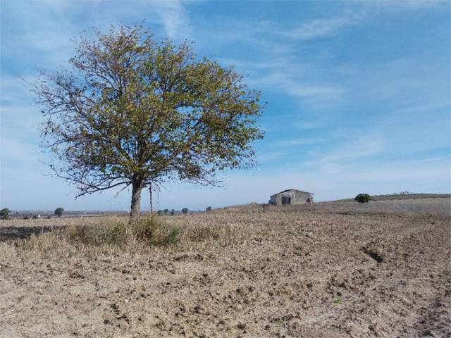 Terreno en Venta en Camino Carrascosas, 1 en Lebrija