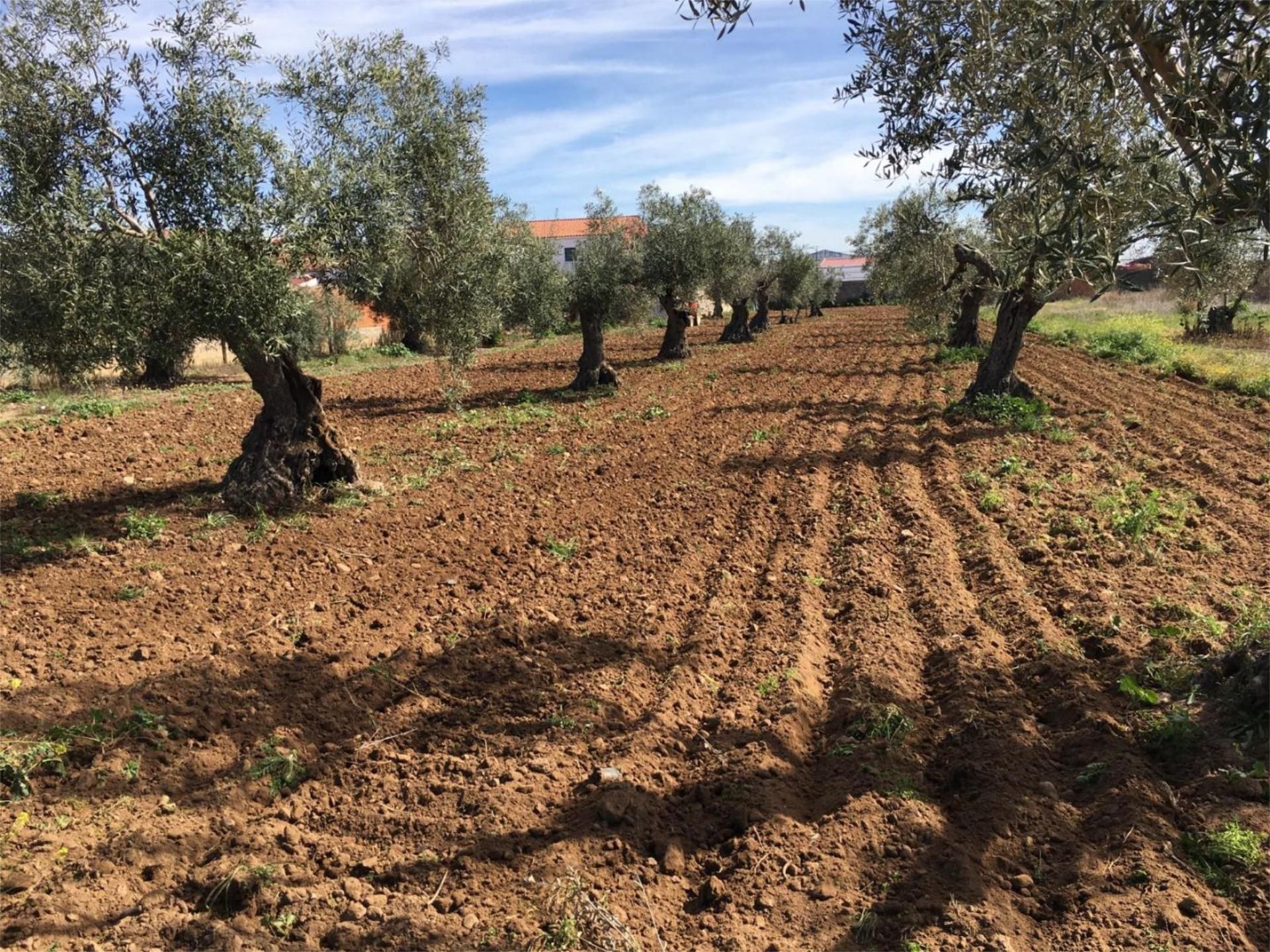Constructible Land for sale in La Garrovilla 