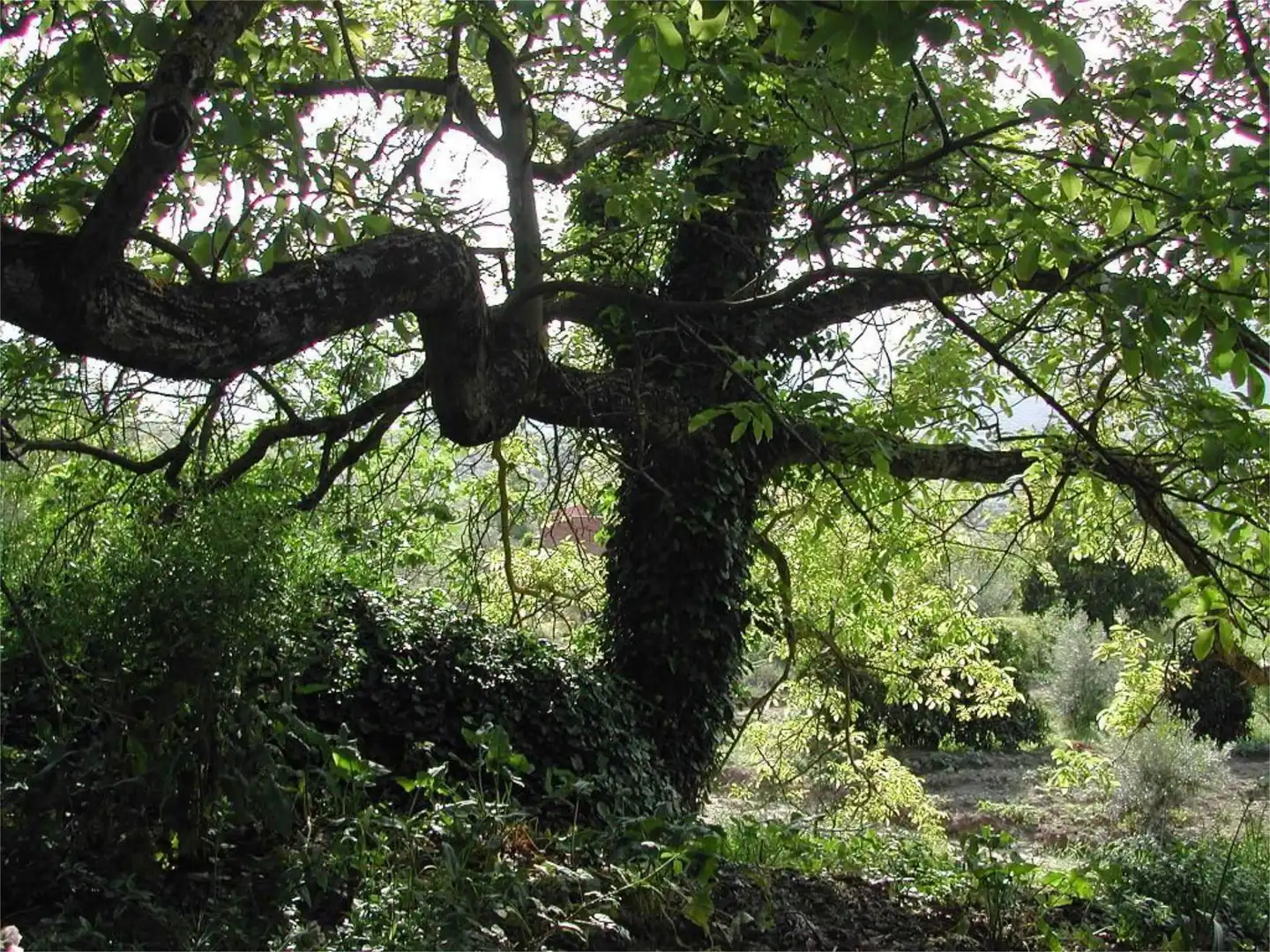 Jardín de Local de alquiler en Zagra con Aire acondicionado, Calefacción y Amueblado